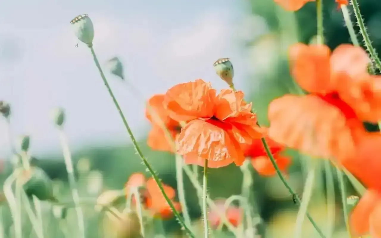 大神开发的PDF发票文件识别神器，非常好用，值得收藏-码小屋